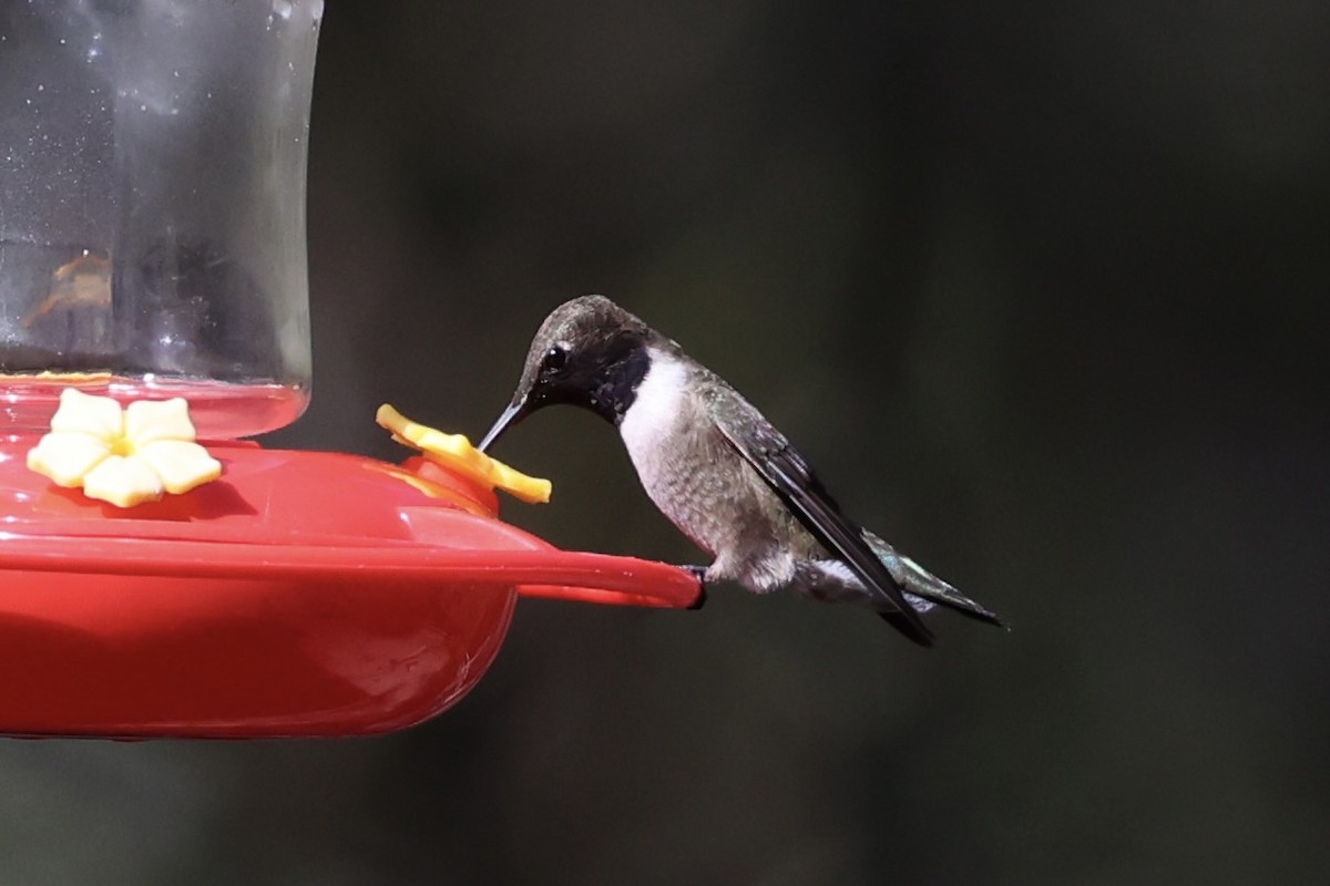 Black-chinned Hummingbird - ML618255798
