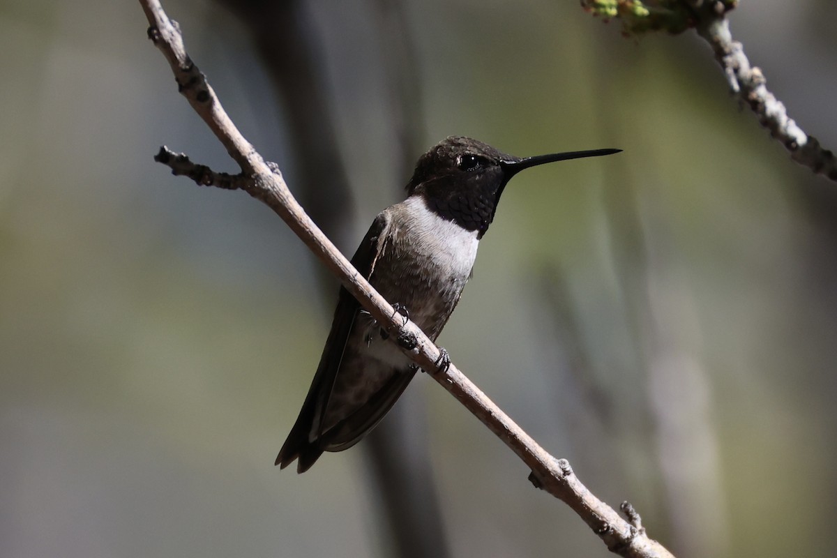 Black-chinned Hummingbird - ML618255799