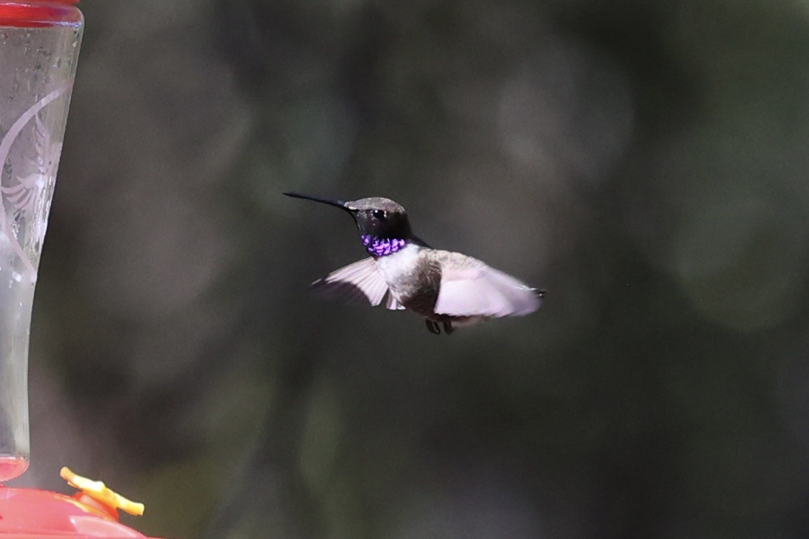 Black-chinned Hummingbird - ML618255801