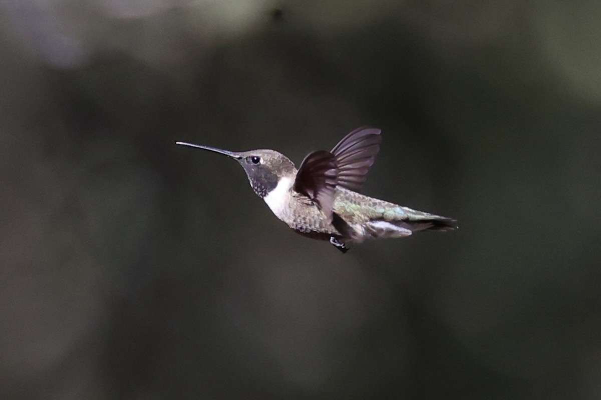 Black-chinned Hummingbird - ML618255802