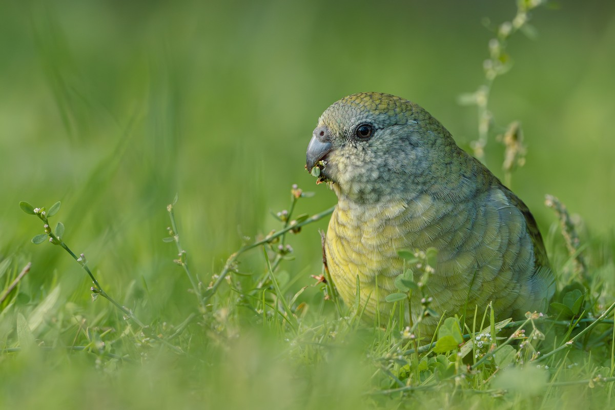 Red-rumped Parrot - ML618255812