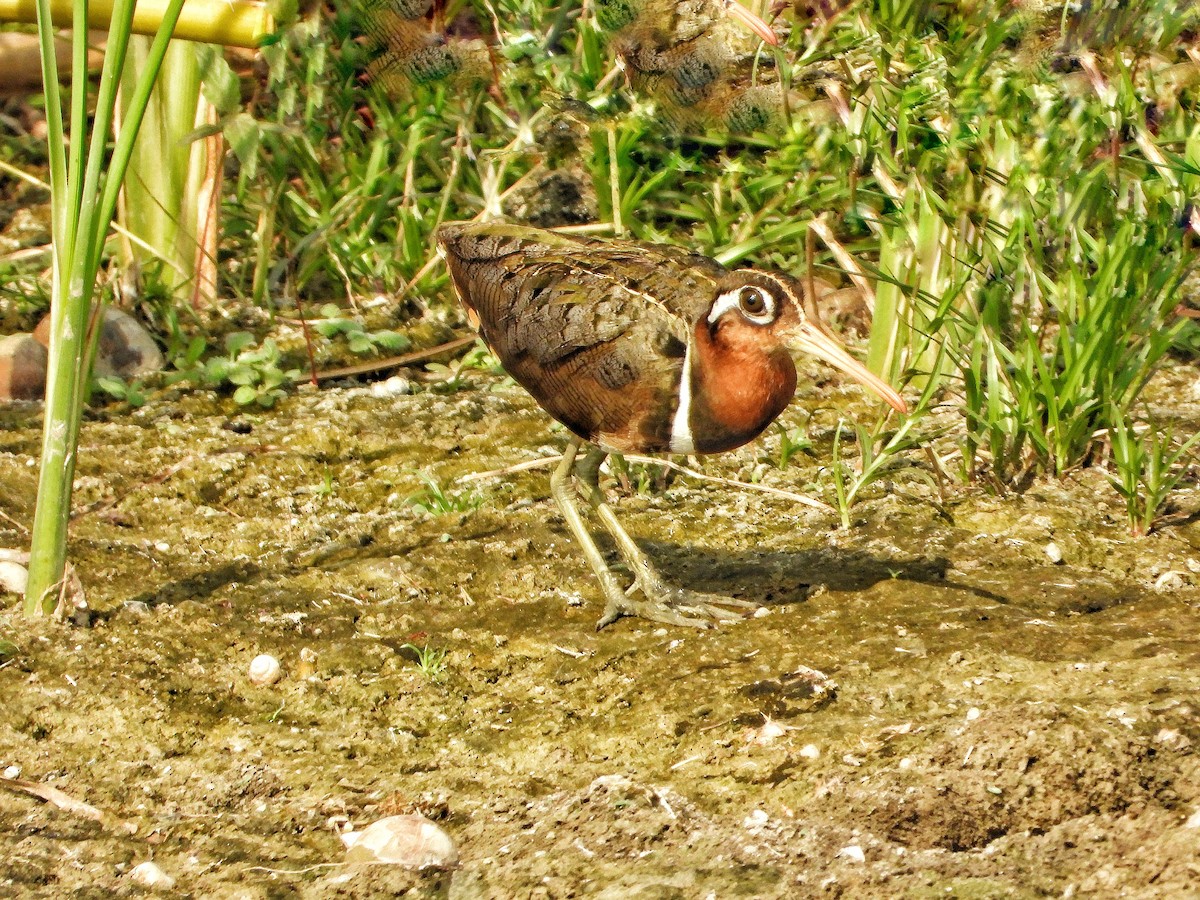 Greater Painted-Snipe - ML618255813