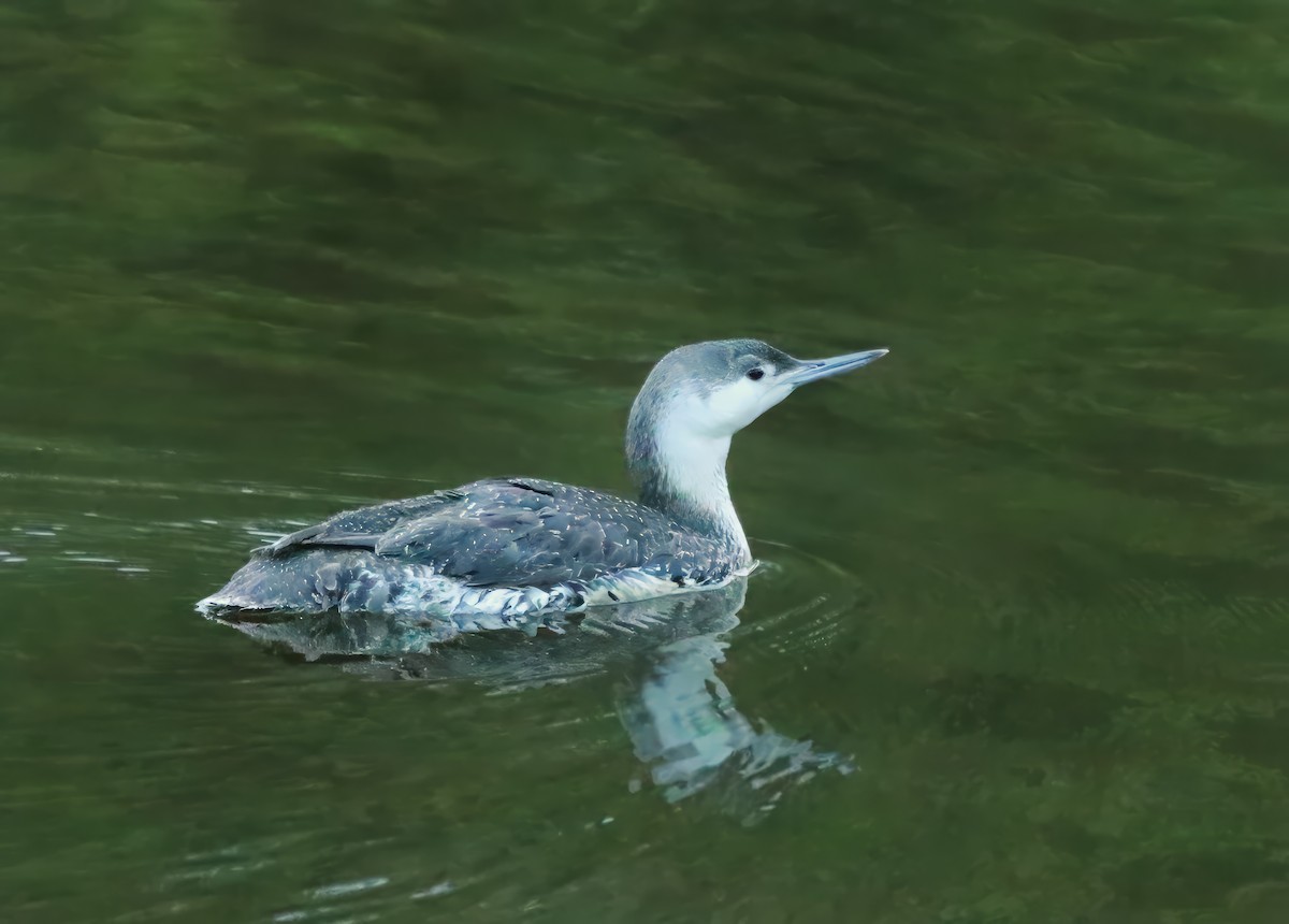 Red-throated Loon - Christopher Takacs