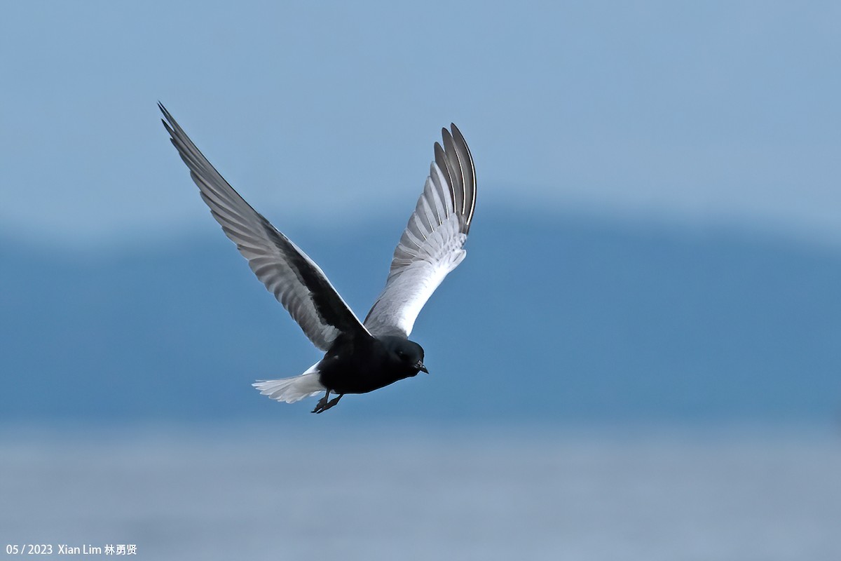 White-winged Tern - ML618255824
