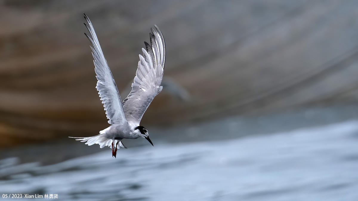 Common Tern - Lim Ying Hien