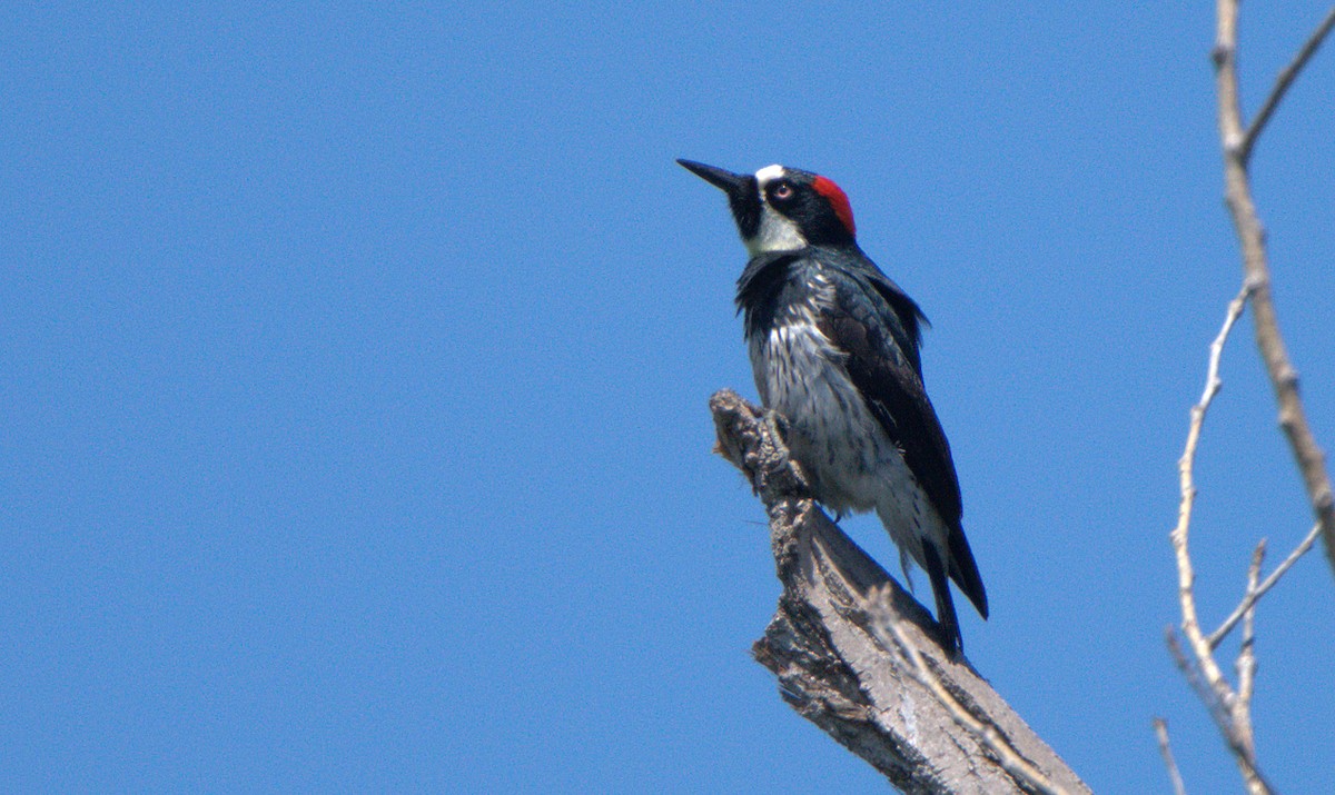 Acorn Woodpecker - ML618255850