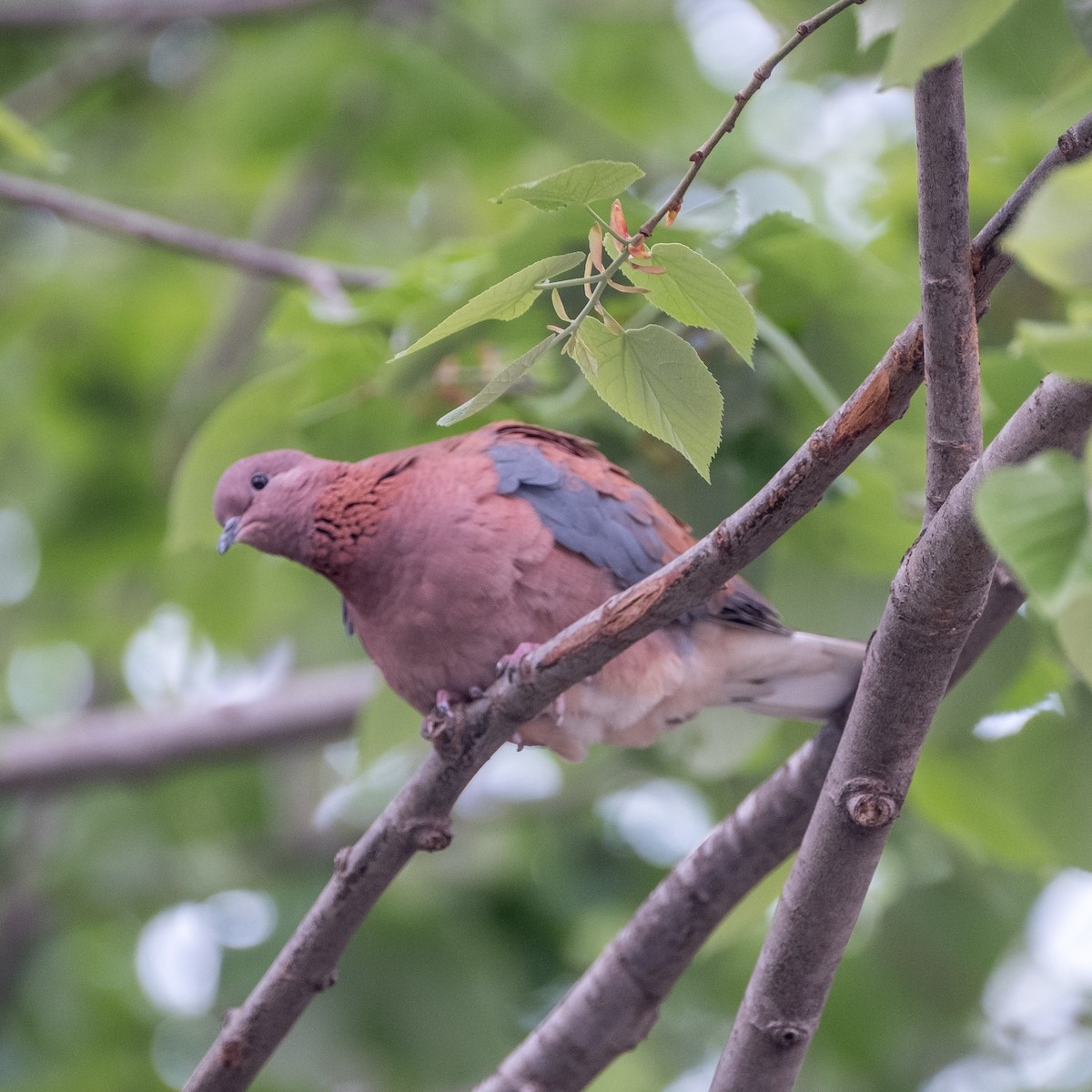 Laughing Dove - ML618255853