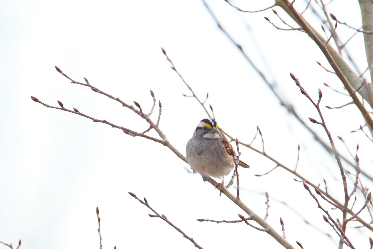 White-throated Sparrow - ML618255899