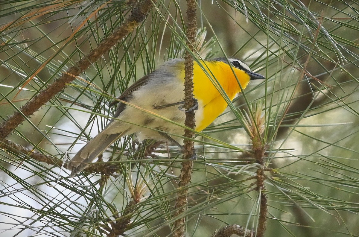 Yellow-breasted Chat - Ann Stinely