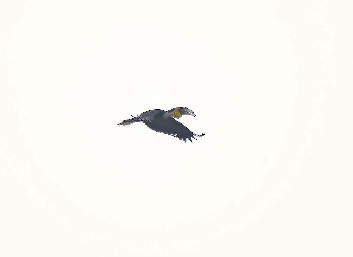 Furchenhornvogel - ML618255901
