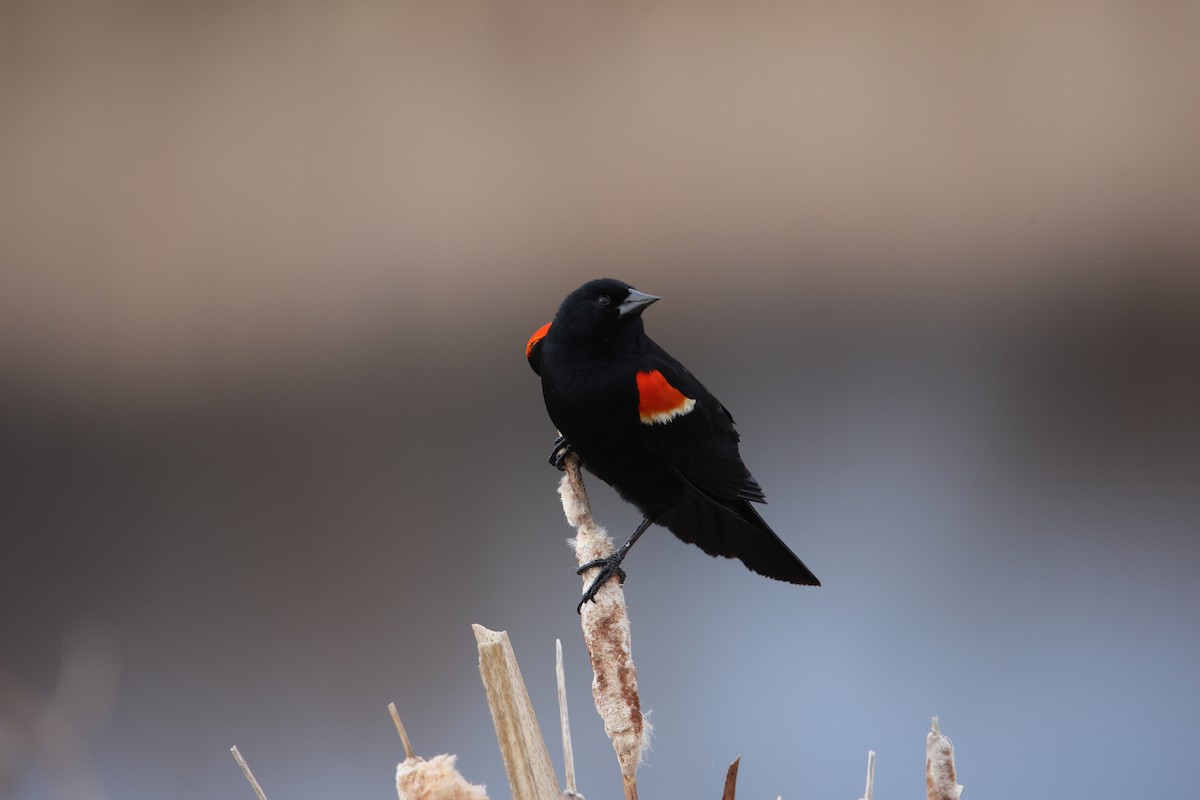 Red-winged Blackbird - ML618255904