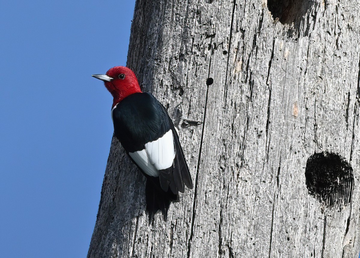 Red-headed Woodpecker - ML618255915
