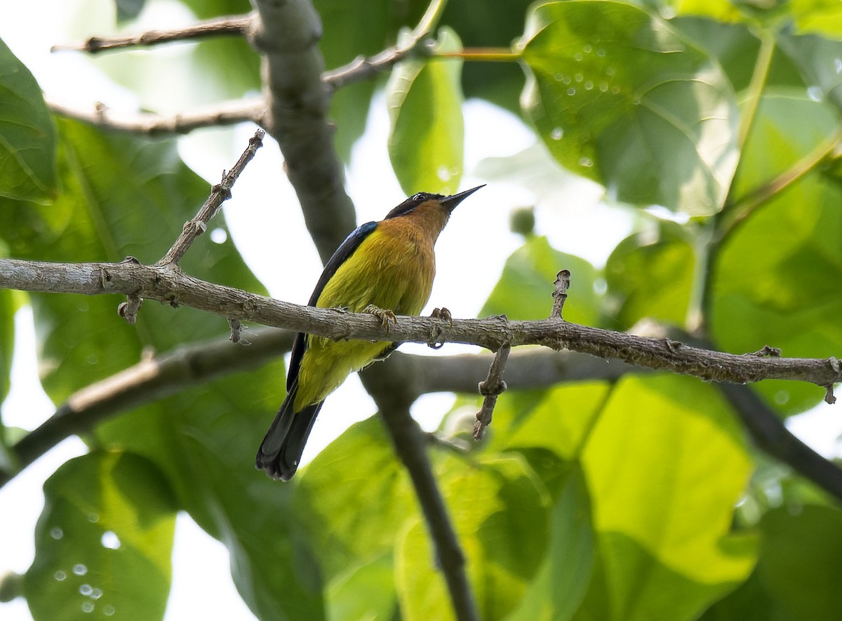 Pale-chinned Flycatcher - ML618255961