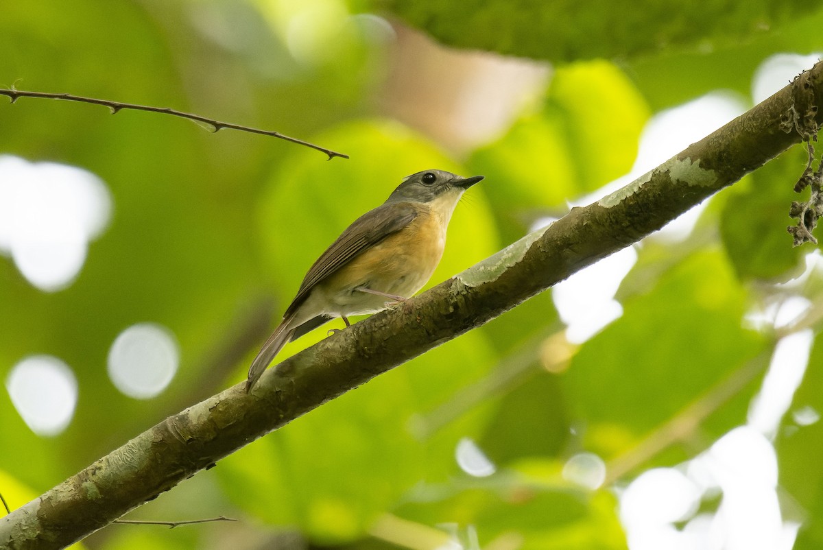 Pale-chinned Flycatcher - ML618255963