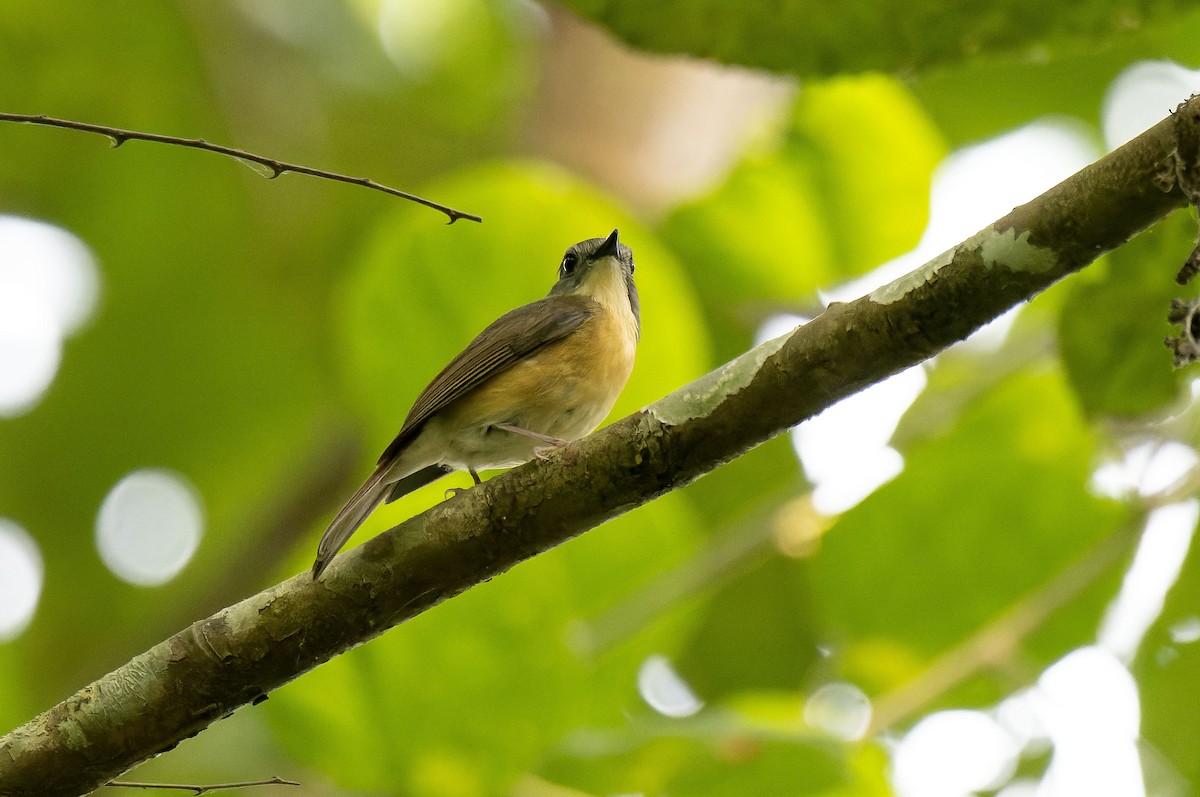 Pale-chinned Flycatcher - ML618255964