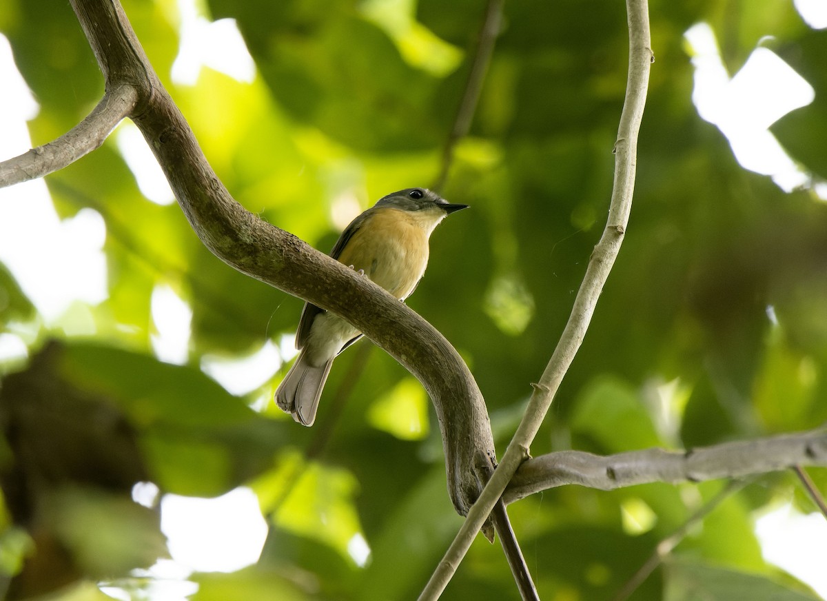 Pale-chinned Flycatcher - ML618255965