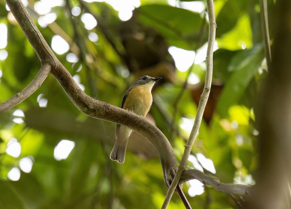 Pale-chinned Flycatcher - ML618255966