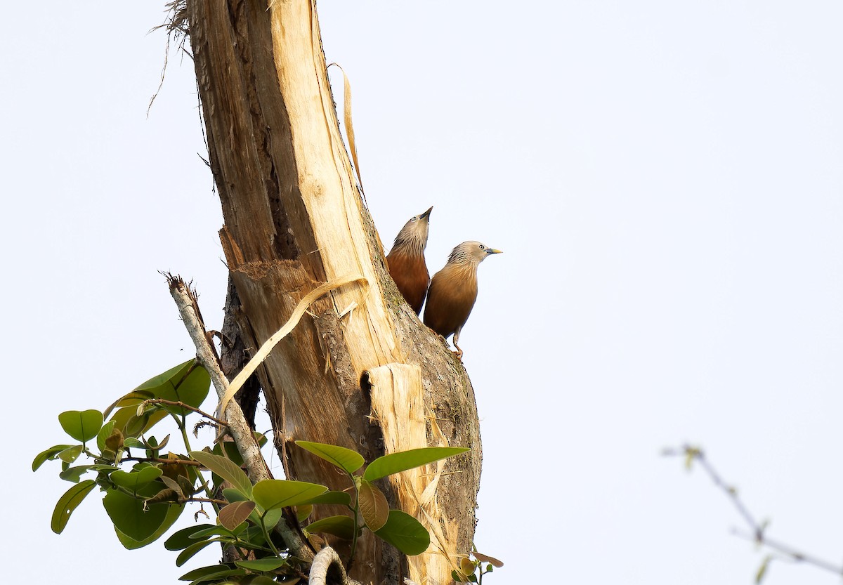Chestnut-tailed Starling - Antonio Ceballos Barbancho