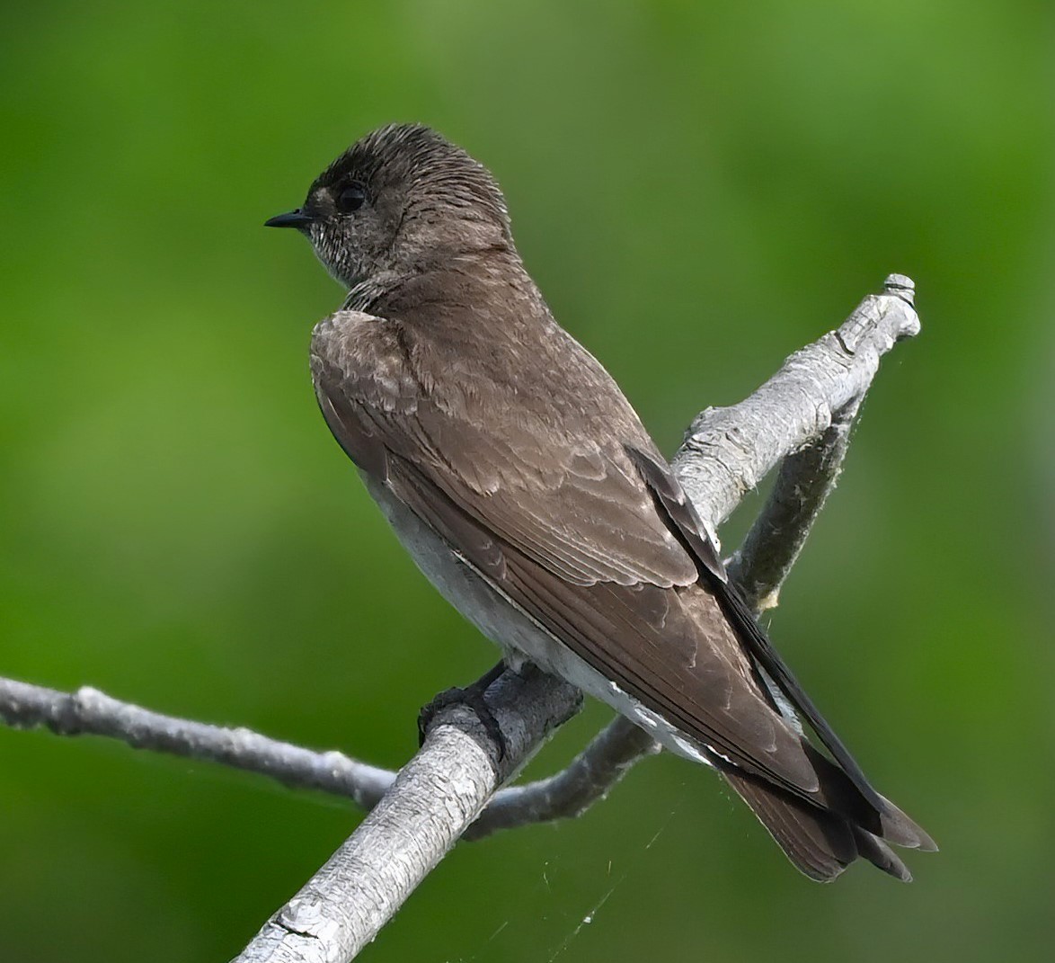 Northern Rough-winged Swallow - Ann Stinely