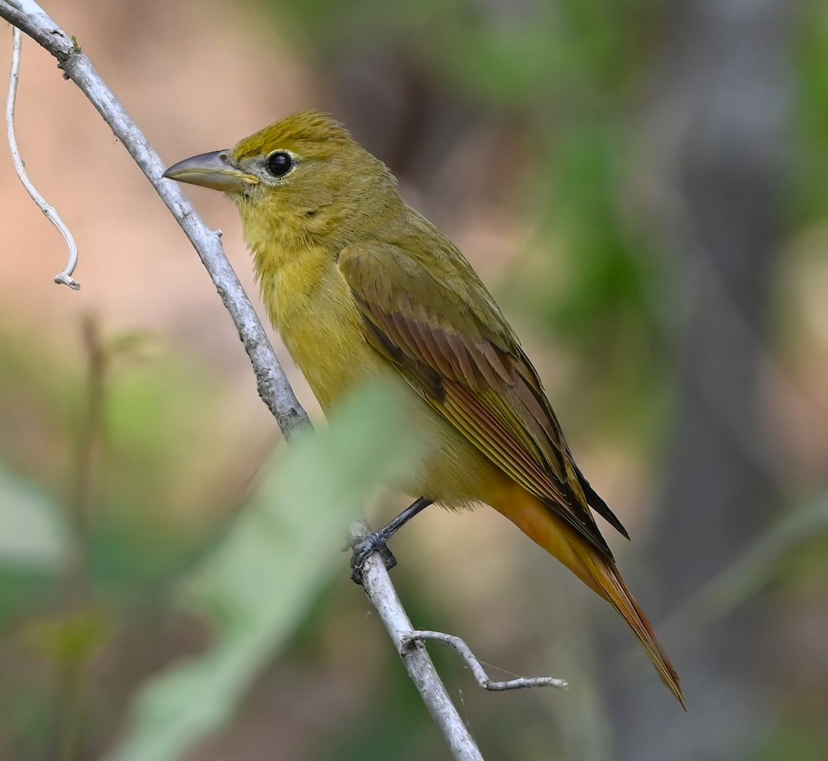 Summer Tanager - Ann Stinely