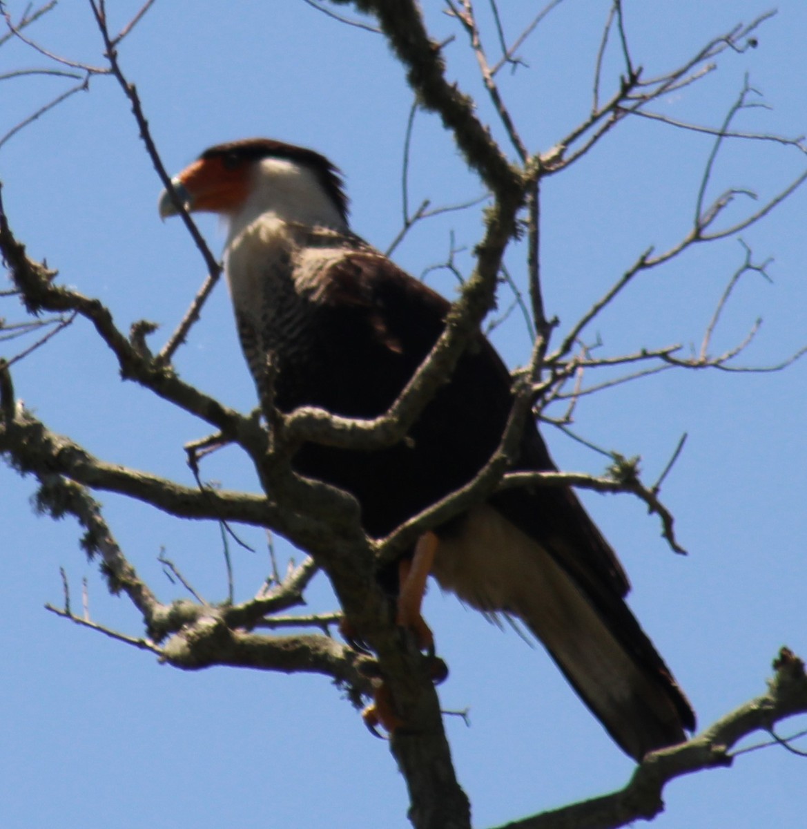 Crested Caracara - Mitch Foret