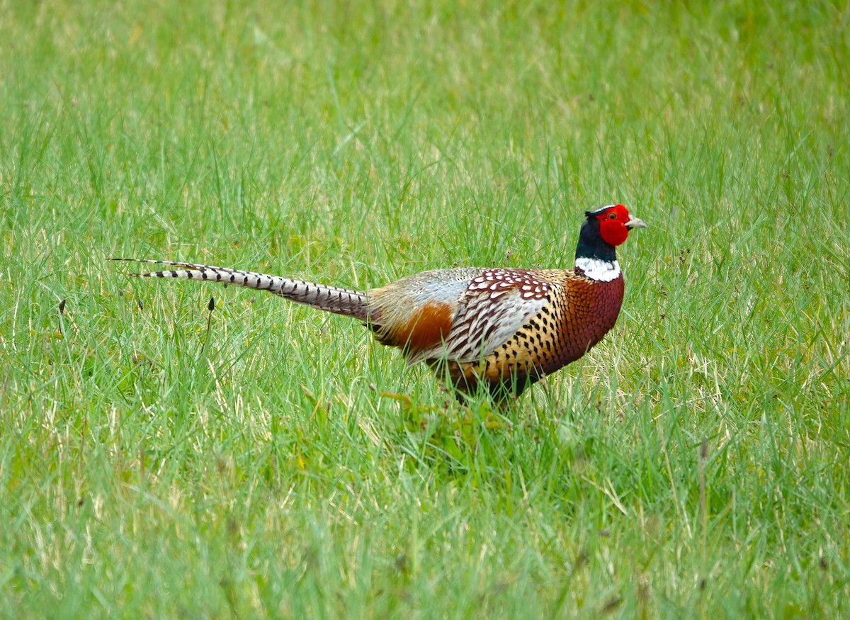 Ring-necked Pheasant - Bernard Varesi