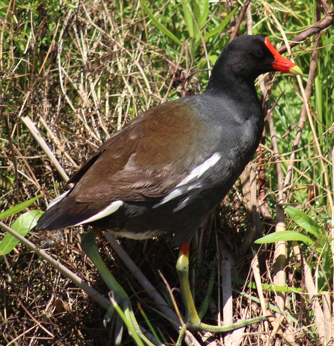 Common Gallinule - Mitch Foret
