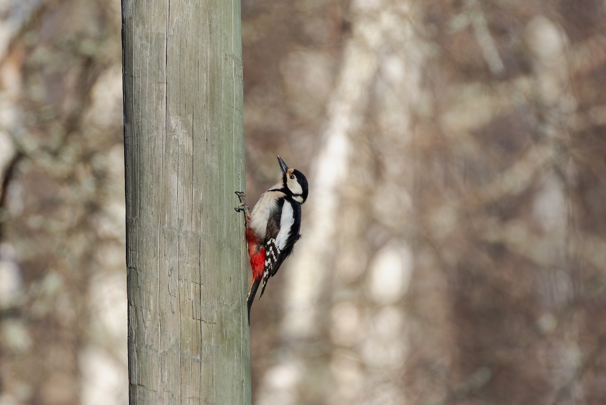 Great Spotted Woodpecker - Mark Maddock