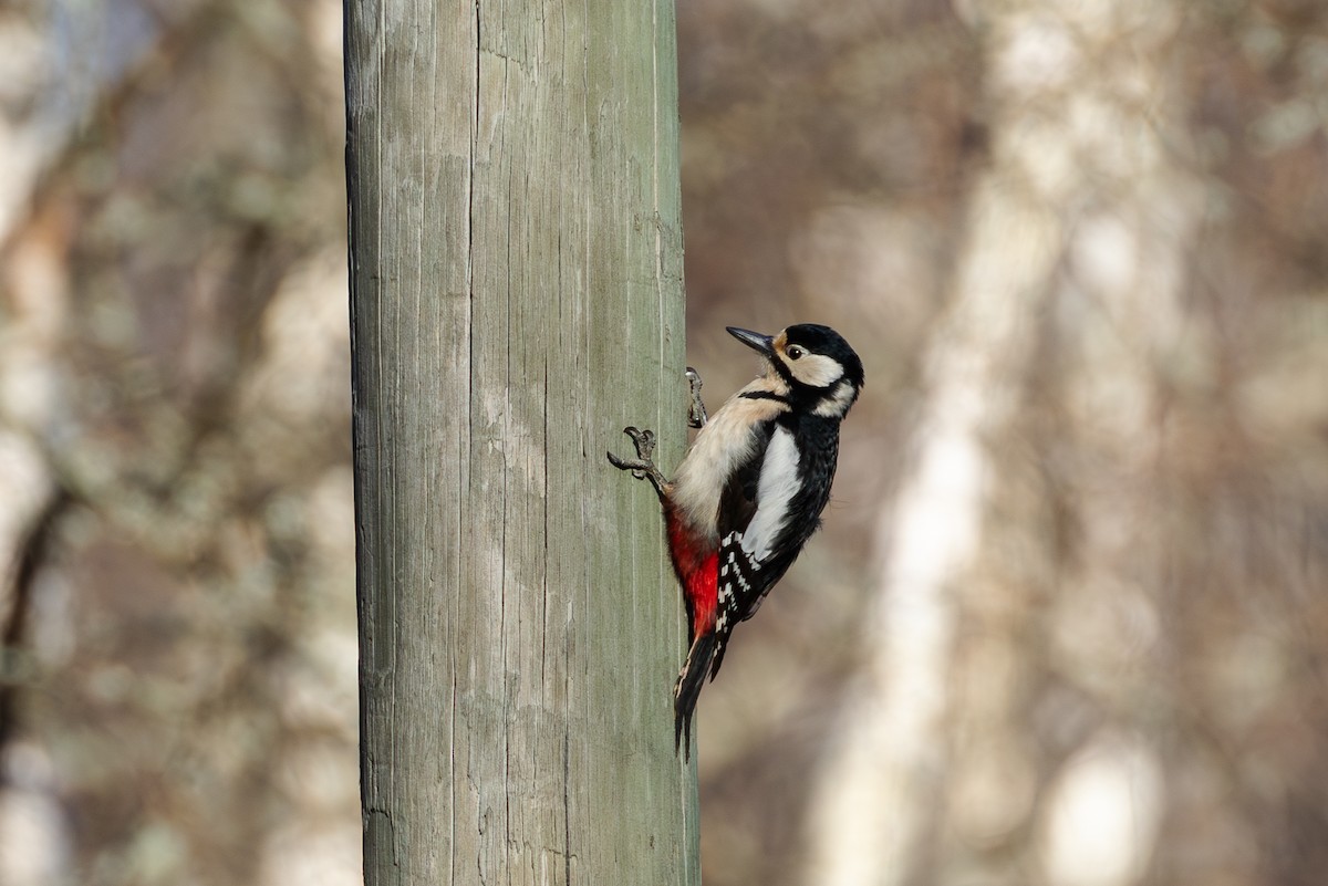 Great Spotted Woodpecker - Mark Maddock