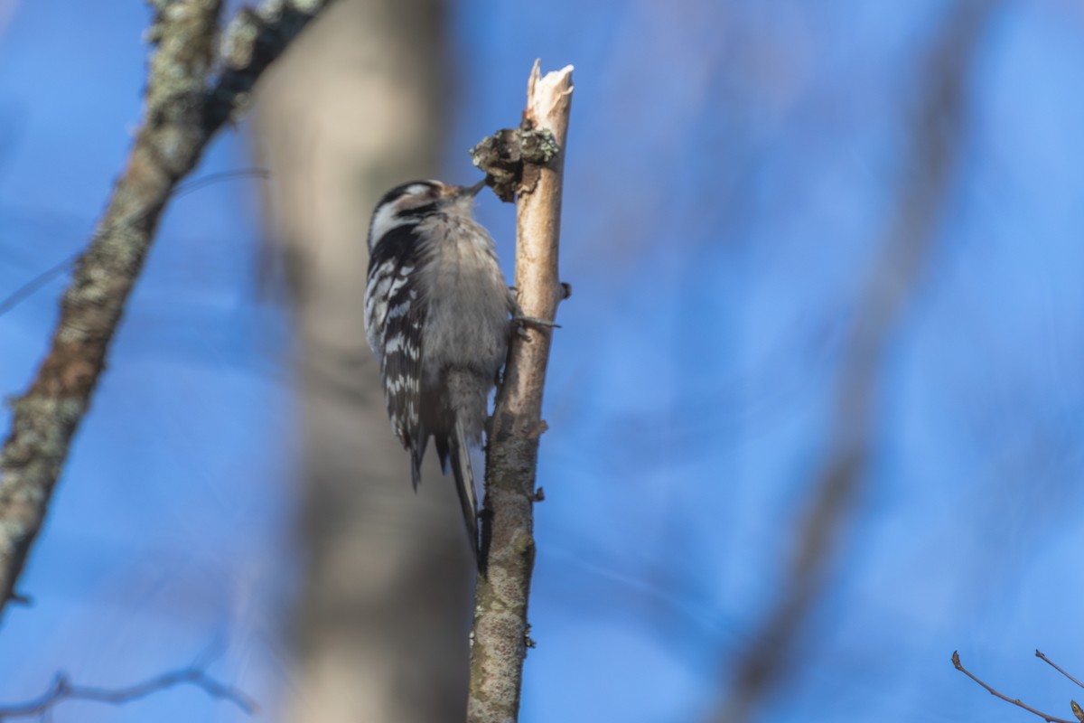 Lesser Spotted Woodpecker - ML618256036