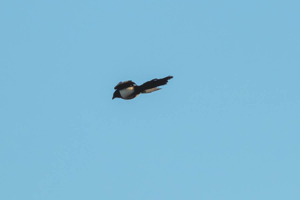Eurasian Magpie (Eurasian) - ML618256051