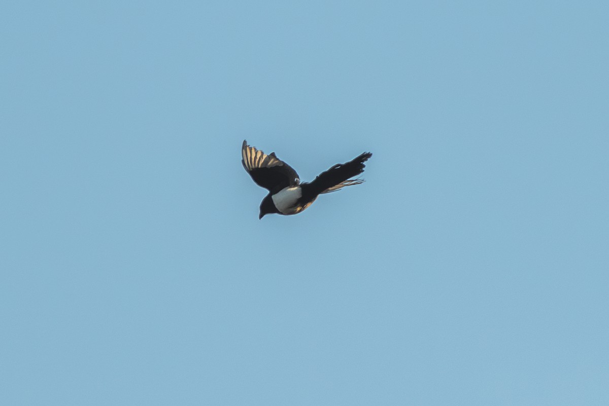 Eurasian Magpie (Eurasian) - Mark Maddock