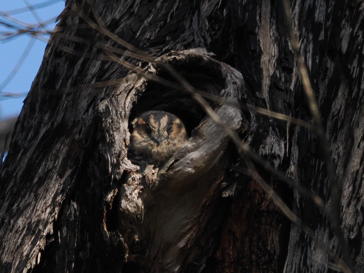Australian Owlet-nightjar - ML618256061
