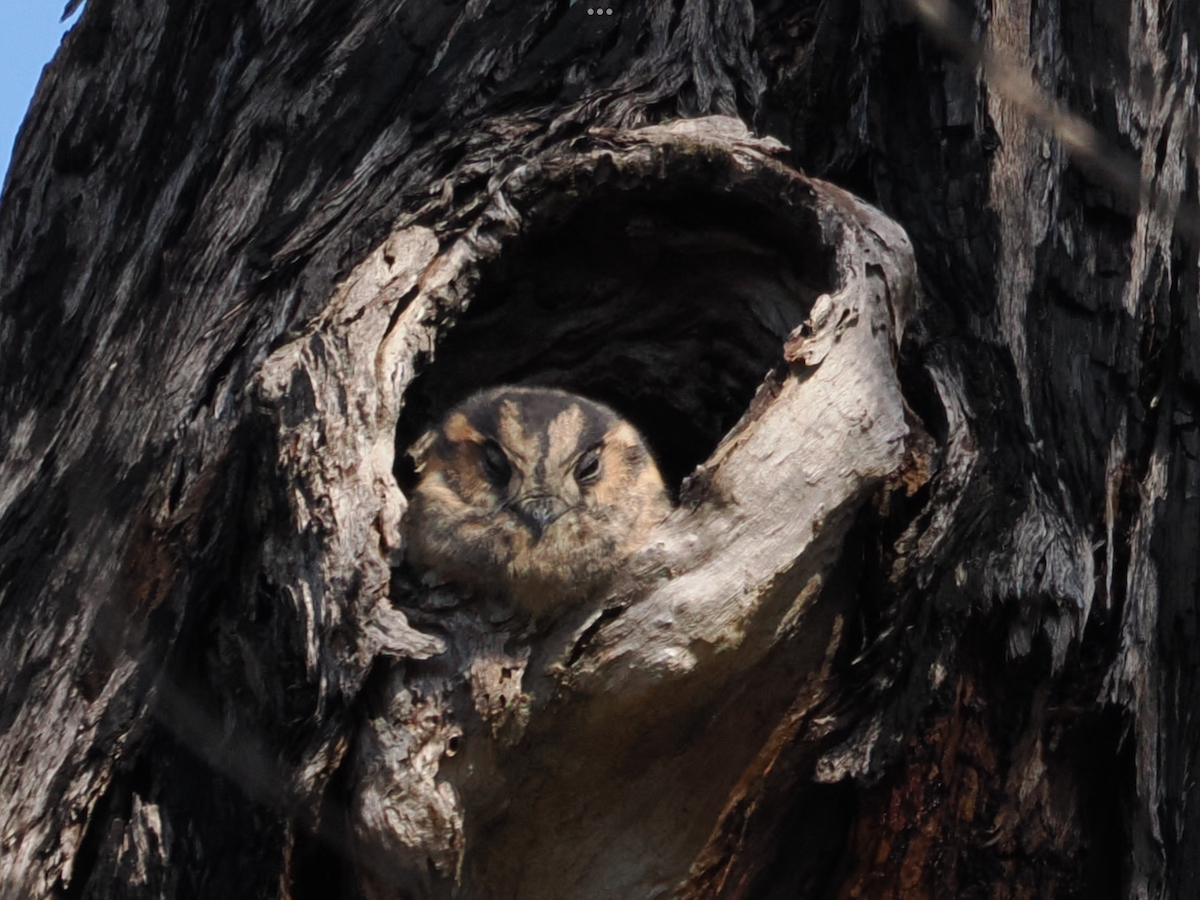 Australian Owlet-nightjar - ML618256062