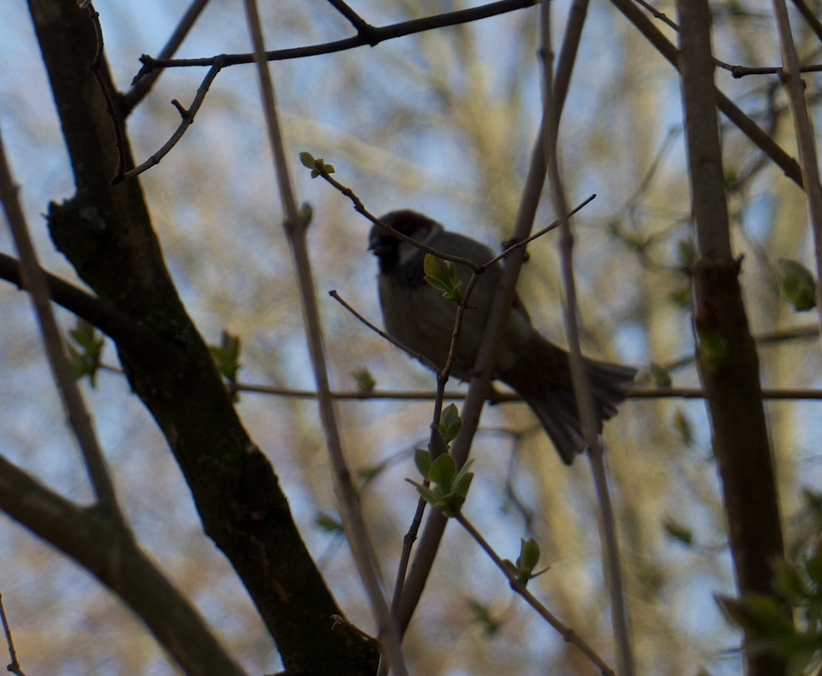 Eurasian Tree Sparrow - Matty Doyle