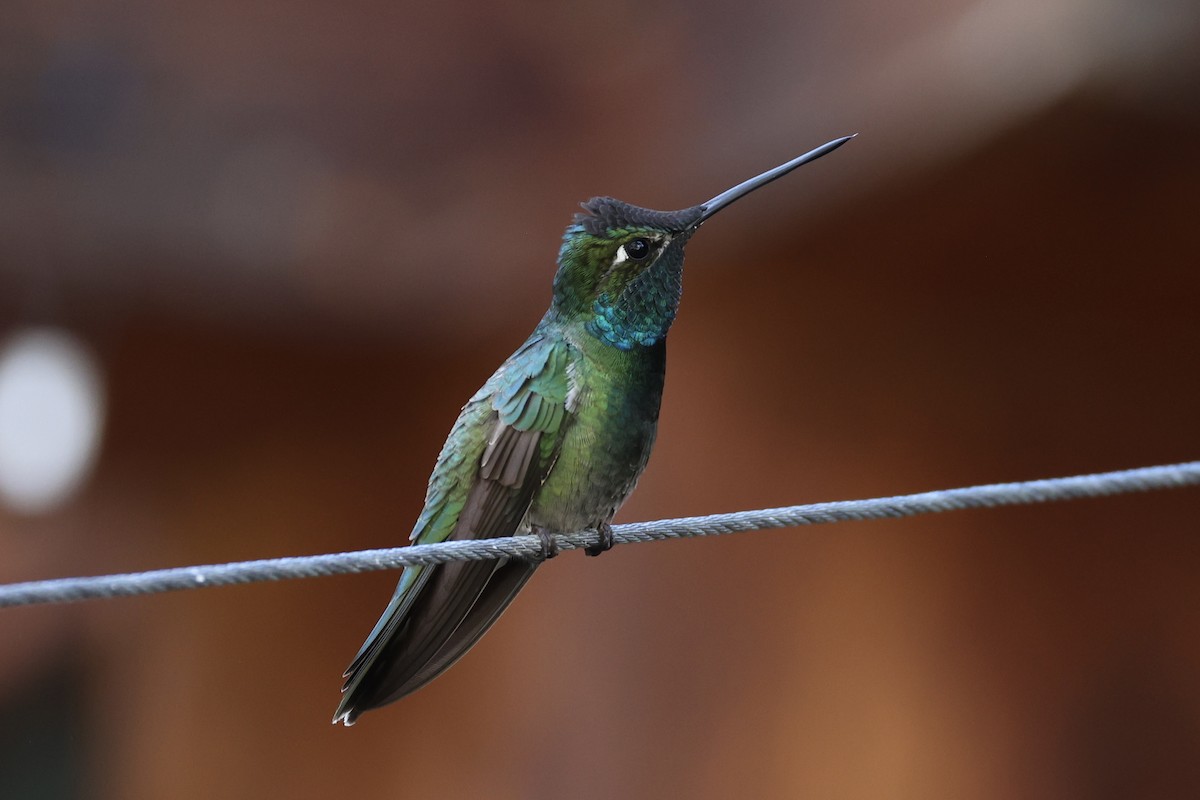 Rivoli's Hummingbird - Andrew William