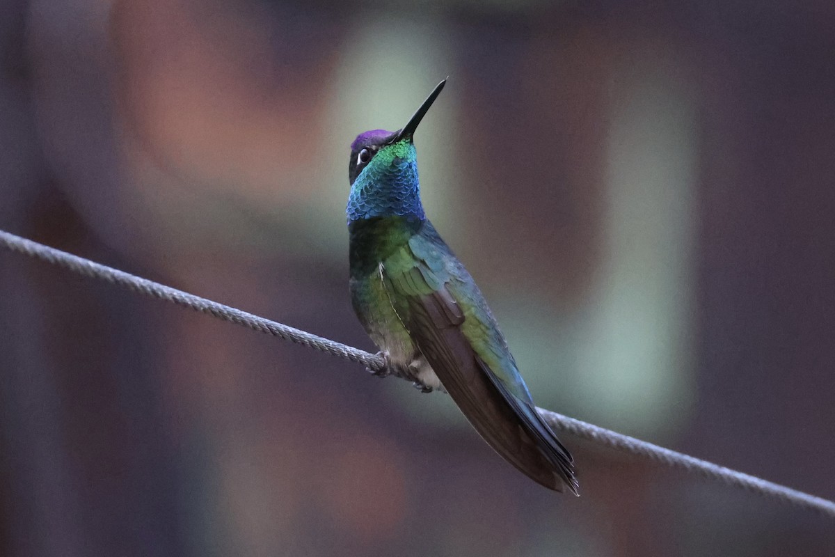 Rivoli's Hummingbird - Andrew William