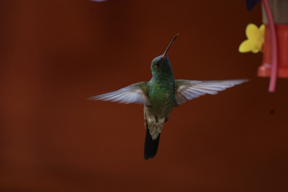 Broad-billed Hummingbird - ML618256139