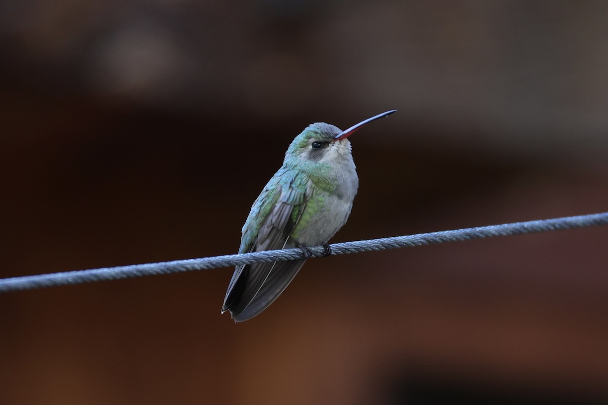 Broad-billed Hummingbird - ML618256140