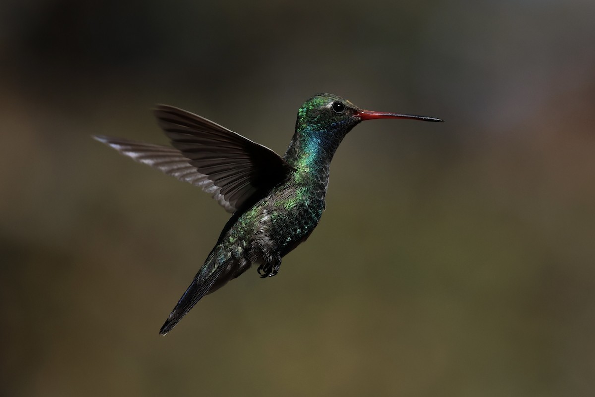 Broad-billed Hummingbird - ML618256142