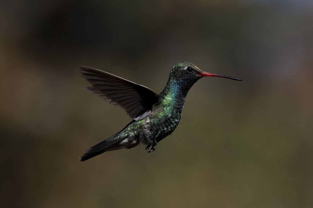 Broad-billed Hummingbird - ML618256144