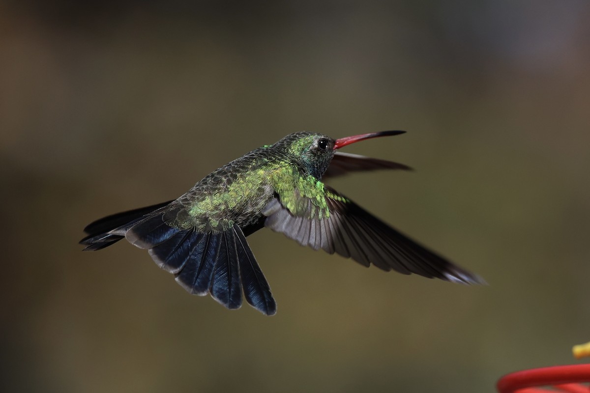 Broad-billed Hummingbird - Andrew William