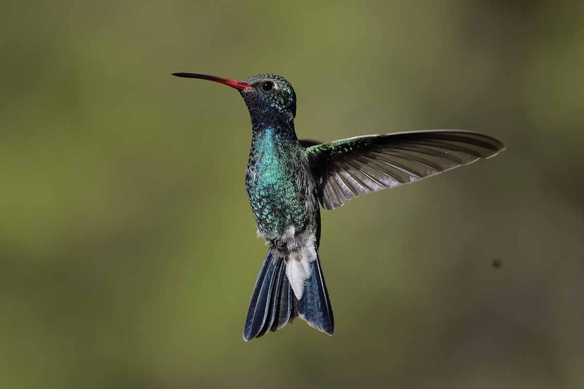 Broad-billed Hummingbird - ML618256147