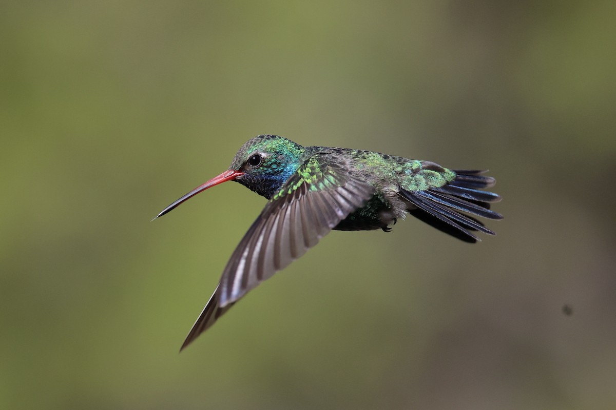 Broad-billed Hummingbird - ML618256148