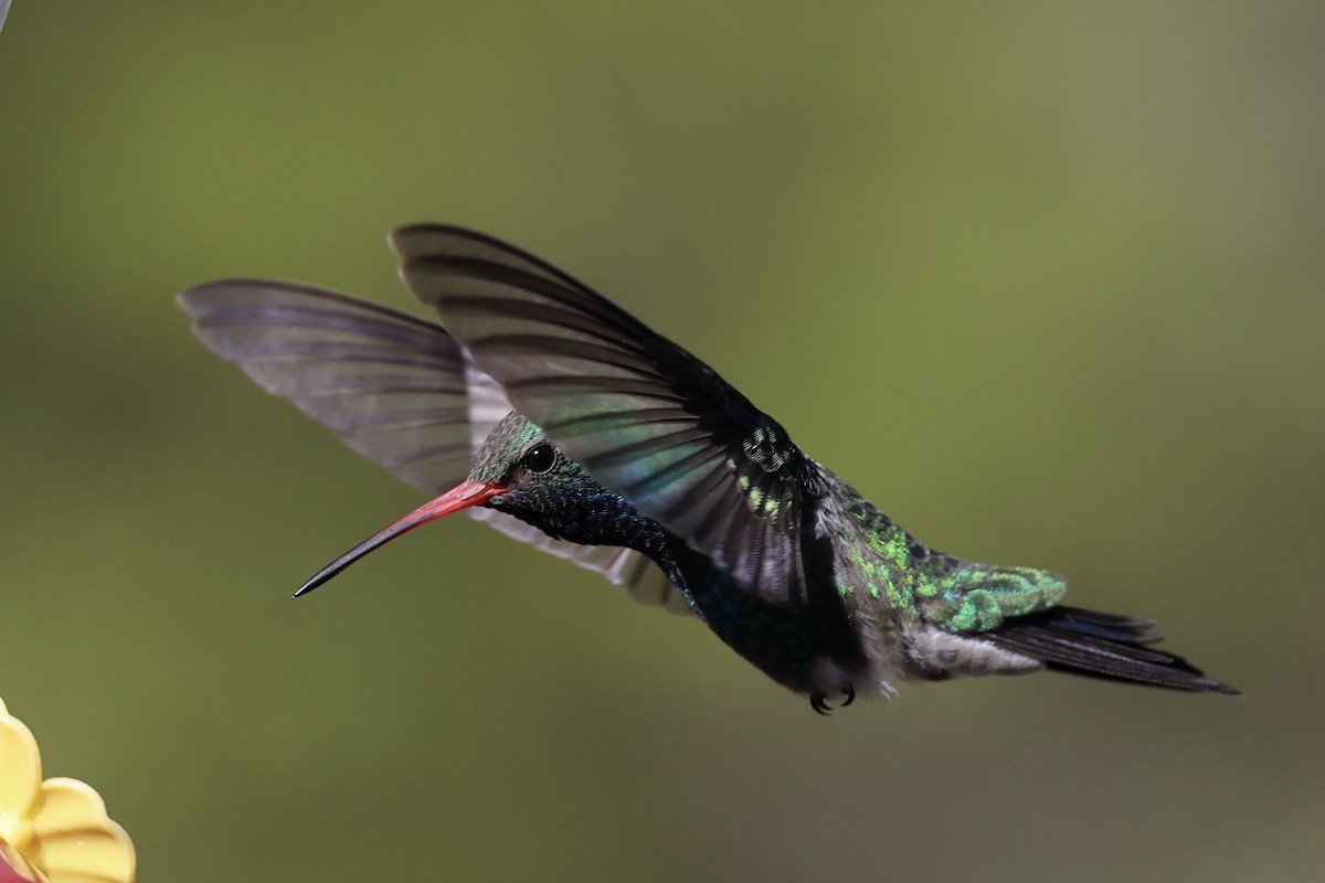 Broad-billed Hummingbird - Andrew William