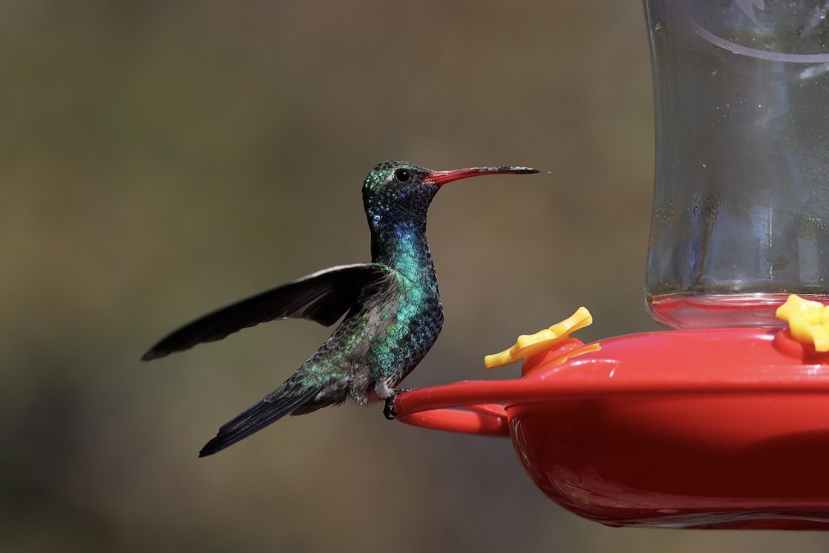 Broad-billed Hummingbird - ML618256152