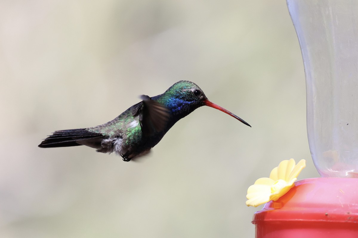 Broad-billed Hummingbird - ML618256154