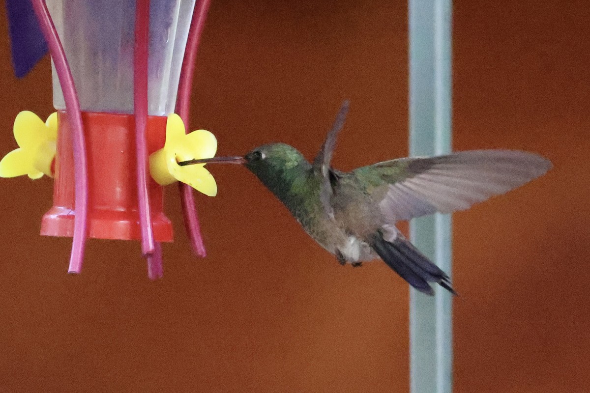 Broad-billed Hummingbird - ML618256155