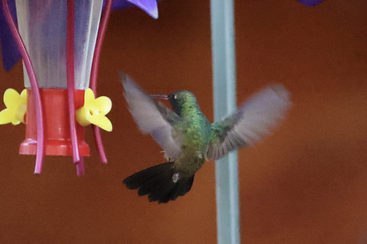 Broad-billed Hummingbird - ML618256156