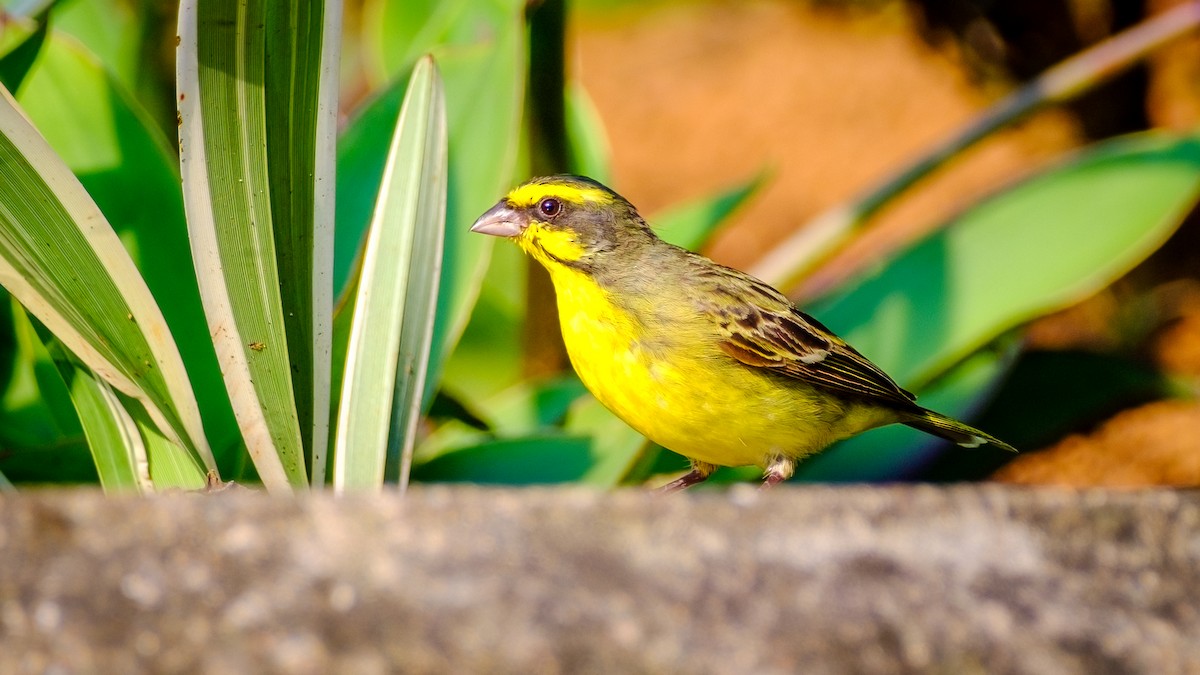 Yellow-fronted Canary - ML618256159